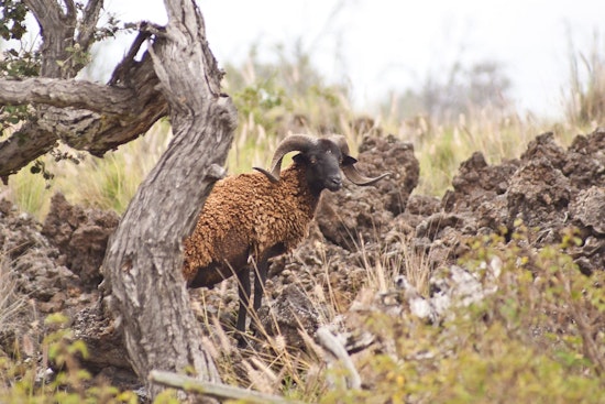 Hawaii Opens Applications for Feral Sheep Salvage Project Along Daniel K. Inouye Highway