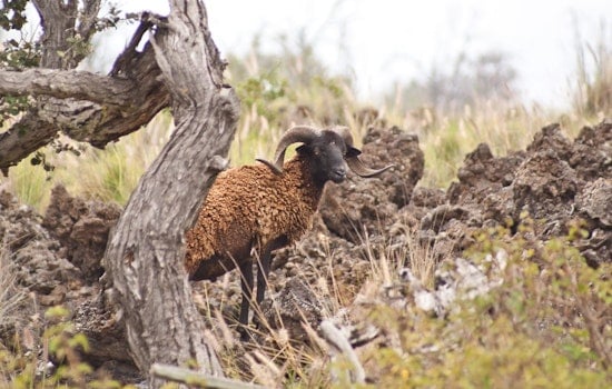 Hawaii Opens Applications for Feral Sheep Salvage Project Along Daniel K. Inouye Highway