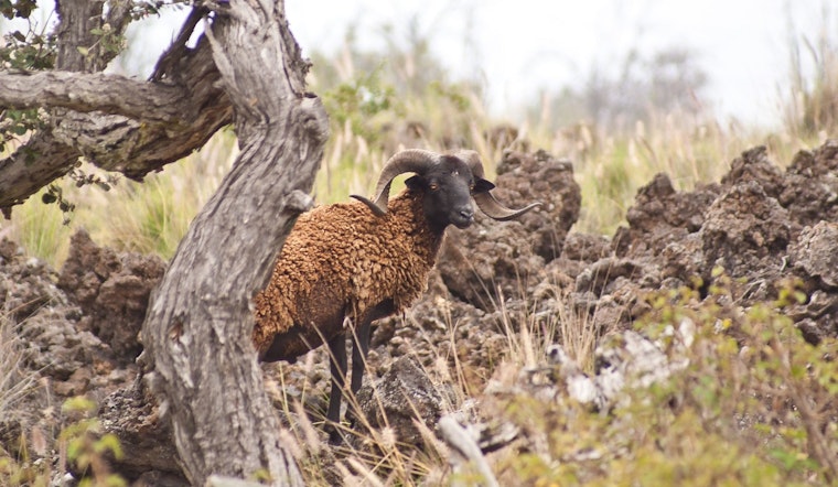 Hawaii Opens Applications for Feral Sheep Salvage Project Along Daniel K. Inouye Highway
