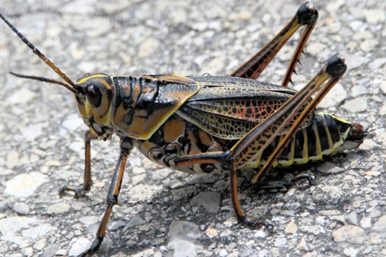 Hillsborough County Grapples with Annual Invasion of Eastern Lubber Grasshoppers