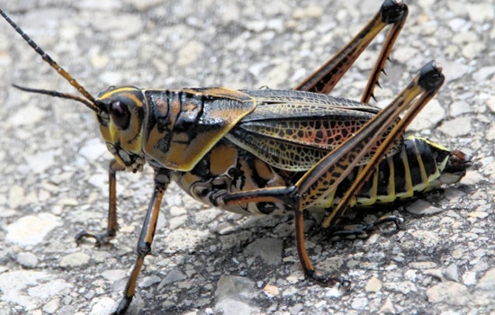 Hillsborough County Grapples with Annual Invasion of Eastern Lubber Grasshoppers