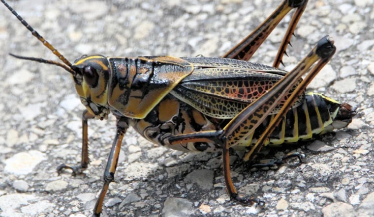 Hillsborough County Grapples with Annual Invasion of Eastern Lubber Grasshoppers