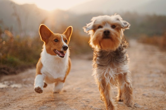 Hillsborough County Issues Summer Pet Safety Advisory to Combat Heat-Related Risks
