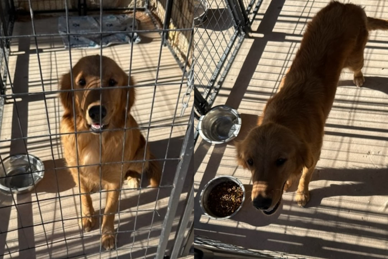 Horizon City Police Seek Owner of Lost Dog Found Near Horizon and Bowdoin