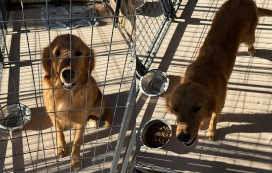 Horizon City Police Seek Owner of Lost Dog Found Near Horizon and Bowdoin