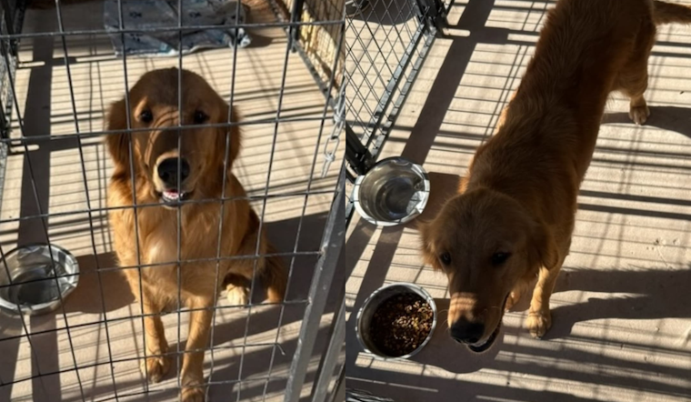 Horizon City Police Seek Owner of Lost Dog Found Near Horizon and Bowdoin