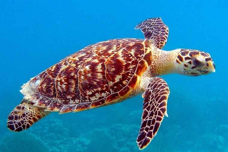 Houston Man Indicted for Alleged Trafficking of Endangered Sea Turtle Skin Boots