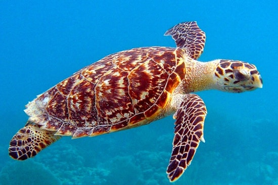 Houston Man Indicted for Alleged Trafficking of Endangered Sea Turtle Skin Boots