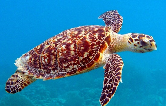 Houston Man Indicted for Alleged Trafficking of Endangered Sea Turtle Skin Boots