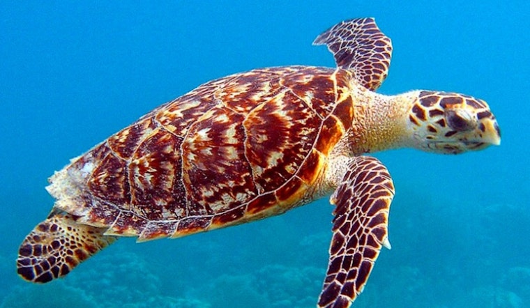 Houston Man Indicted for Alleged Trafficking of Endangered Sea Turtle Skin Boots