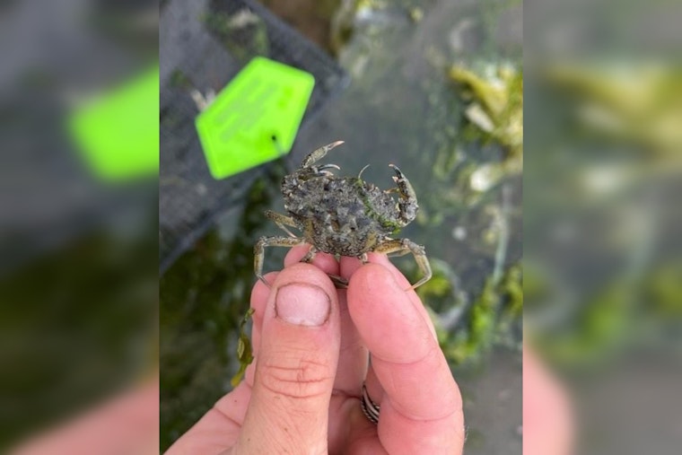 Invasive European Green Crabs Detected in New Areas of Washington's Puget Sound, Prompting Response from WDFW and Tribal Partners