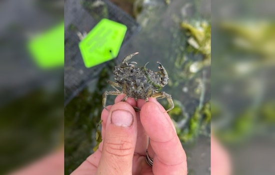 Invasive European Green Crabs Detected in New Areas of Washington's Puget Sound, Prompting Response from WDFW and Tribal Partners