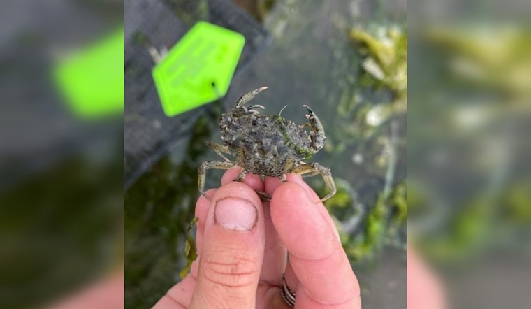 Invasive European Green Crabs Detected in New Areas of Washington's Puget Sound, Prompting Response from WDFW and Tribal Partners