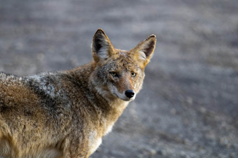 Jacksonville's Beaches Area on High Alert for Rabies After Atlantic Beach Coyote Tests Positive