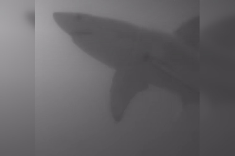 Juvenile Great White Shark Spotted Swimming Off Pinellas County Coast