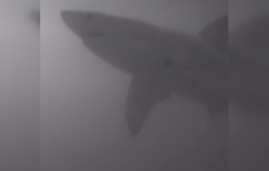 Juvenile Great White Shark Spotted Swimming Off Pinellas County Coast