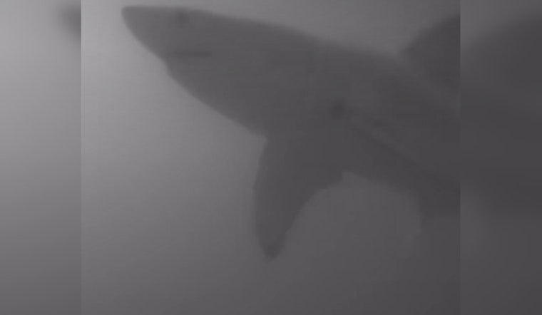 Juvenile Great White Shark Spotted Swimming Off Pinellas County Coast
