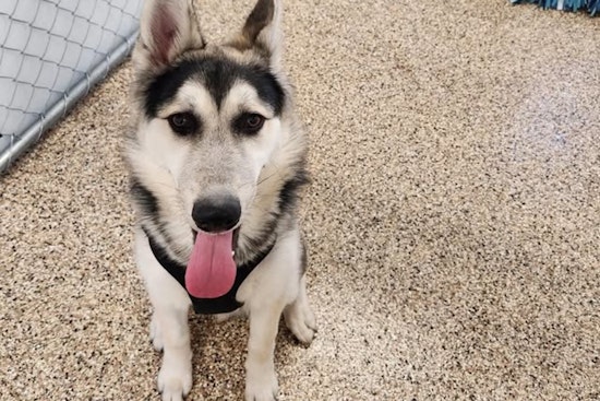 Juvenile Male Husky Found in Mankato, City Seeks Owner