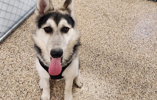 Juvenile Male Husky Found in Mankato, City Seeks Owner