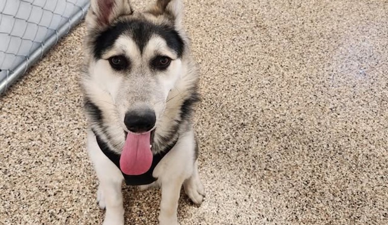 Juvenile Male Husky Found in Mankato, City Seeks Owner