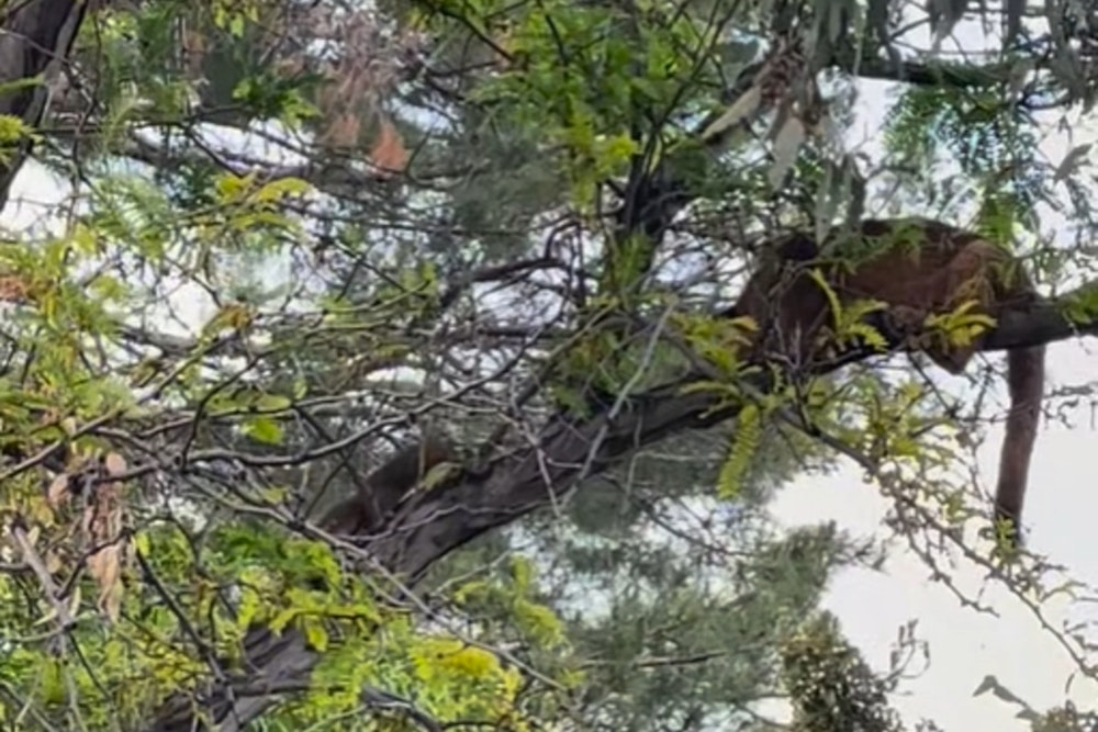 Juvenile Mountain Lion Captivates Santa Clarita Residents from a Backyard Tree
