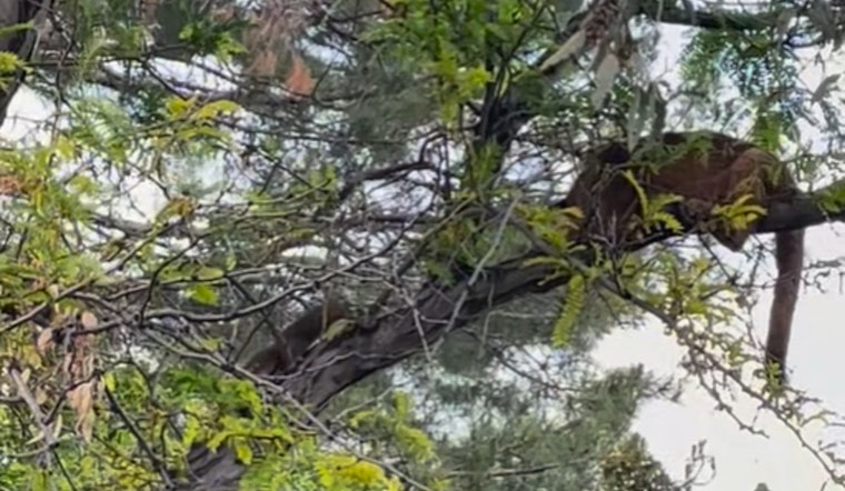 Juvenile Mountain Lion Captivates Santa Clarita Residents from a Backyard Tree