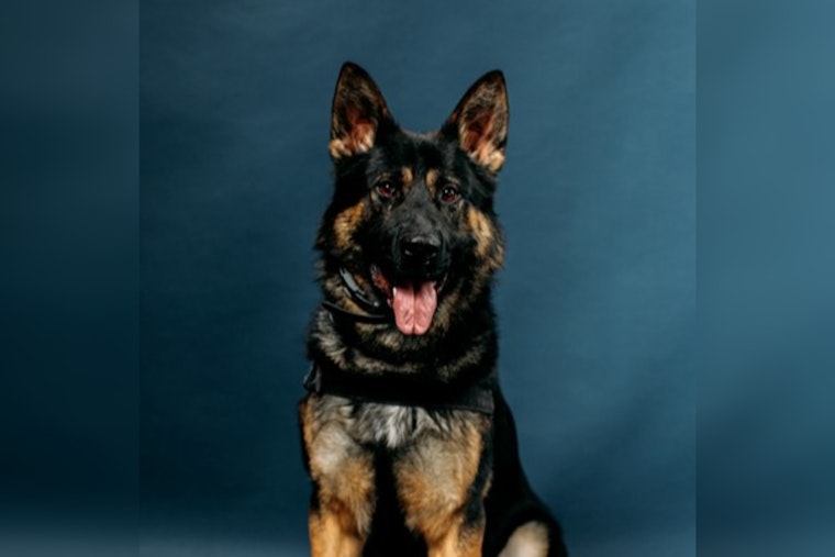 Kent Police K9 Gambit Sniffs Out Suspect After Midnight Car Chase and Foot Race