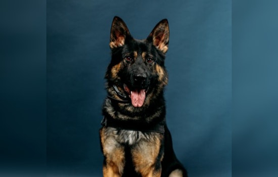 Kent Police K9 Gambit Sniffs Out Suspect After Midnight Car Chase and Foot Race
