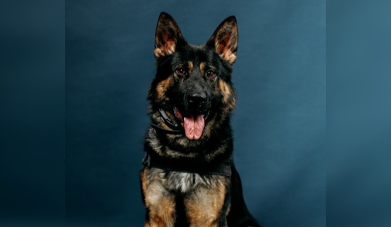 Kent Police K9 Gambit Sniffs Out Suspect After Midnight Car Chase and Foot Race