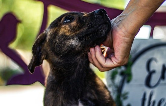 Kingsport Hosts 'Bark and Belong' Event, A Chance to Adopt and Save a Canine Life