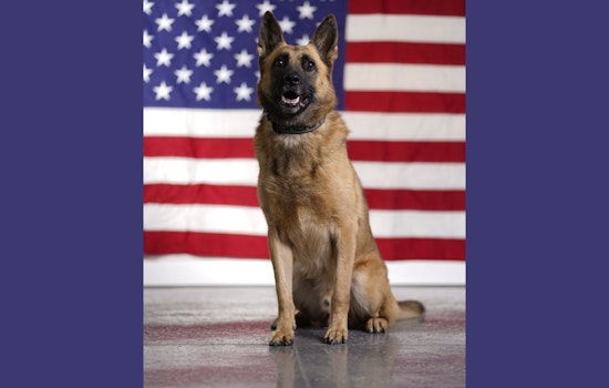 Knox County Sheriff's Office Remembers Retired K9 Rocco's Legacy of Service