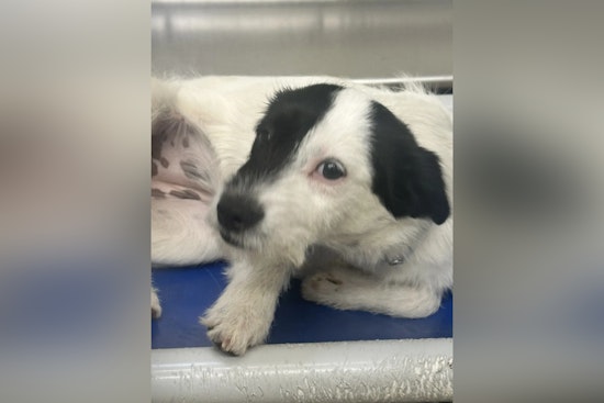 Knoxville Police and Young-Williams Investigate Suspected Animal Cruelty After Dog Found Dead in North Knoxville