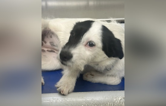 Knoxville Police and Young-Williams Investigate Suspected Animal Cruelty After Dog Found Dead in North Knoxville