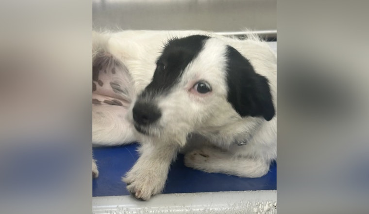 Knoxville Police and Young-Williams Investigate Suspected Animal Cruelty After Dog Found Dead in North Knoxville