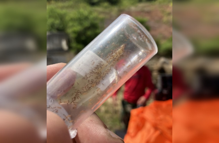 Lanikai Pillbox Trail to Close Temporarily for Little Fire Ant Eradication, Drone Technology Aids in Environmental Effort