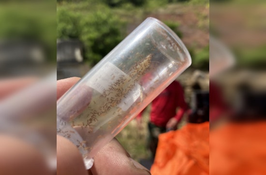 Lanikai Pillbox Trail to Close Temporarily for Little Fire Ant Eradication, Drone Technology Aids in Environmental Effort