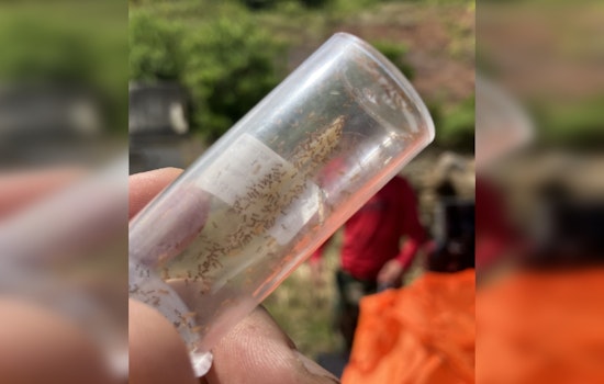 Lanikai Pillbox Trail to Close Temporarily for Little Fire Ant Eradication, Drone Technology Aids in Environmental Effort