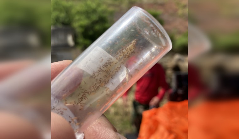 Lanikai Pillbox Trail to Close Temporarily for Little Fire Ant Eradication, Drone Technology Aids in Environmental Effort