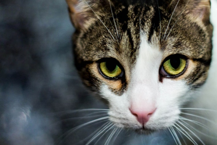 Las Vegas Unites for "Mayor Shelley's Spay Days" to Tackle Cat Overpopulation Crisis