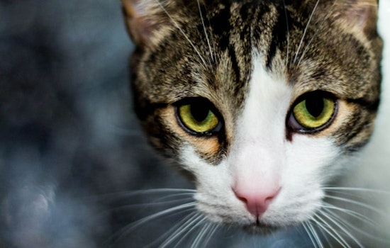 Las Vegas Unites for "Mayor Shelley's Spay Days" to Tackle Cat Overpopulation Crisis