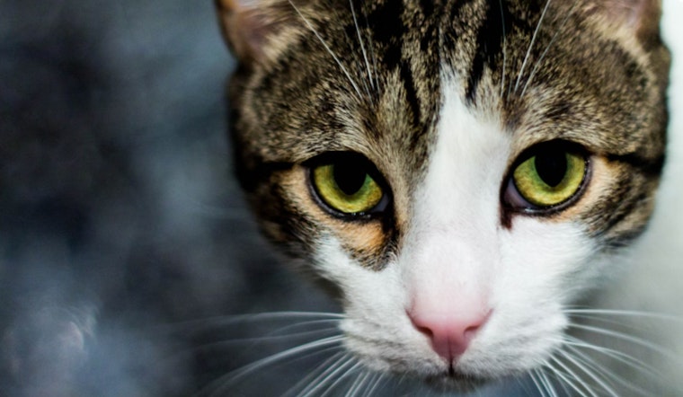 Las Vegas Unites for "Mayor Shelley's Spay Days" to Tackle Cat Overpopulation Crisis