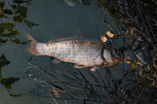 LDWF Alerts Public on Potential Statewide Fish Kills in Louisiana Due to Environmental Stressors
