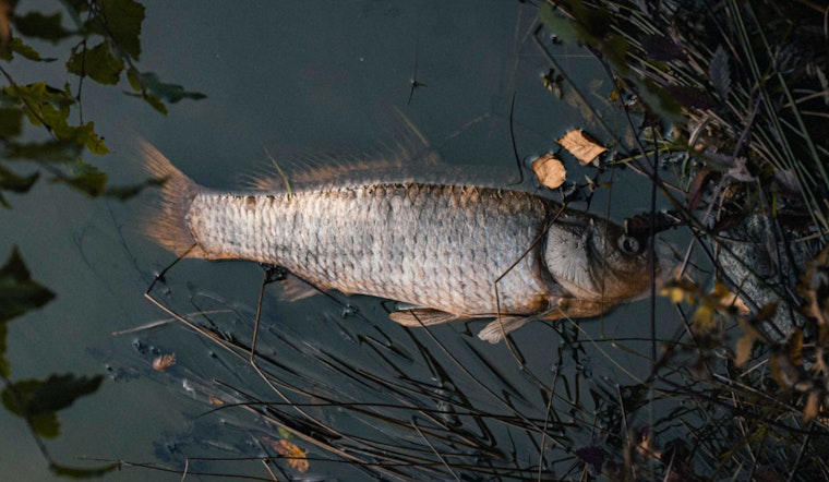 LDWF Alerts Public on Potential Statewide Fish Kills in Louisiana Due to Environmental Stressors