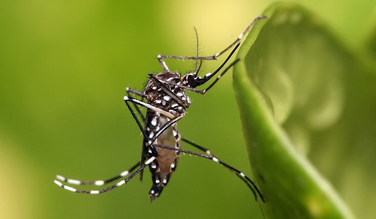 League City Joins Forces with Galveston County to Battle Mosquito Menace
