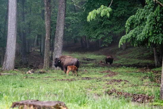 Lone Elk Park in St. Louis Welcomes Two Newborn Bison Calves, Symbolizing Conservation Success