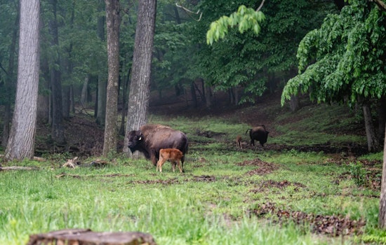 Lone Elk Park in St. Louis Welcomes Two Newborn Bison Calves, Symbolizing Conservation Success