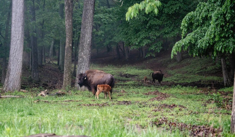 Lone Elk Park in St. Louis Welcomes Two Newborn Bison Calves, Symbolizing Conservation Success