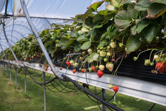 Long Island Farms Gear Up for Summer Festivals with Strawberries, Lavender, Watermelons and More