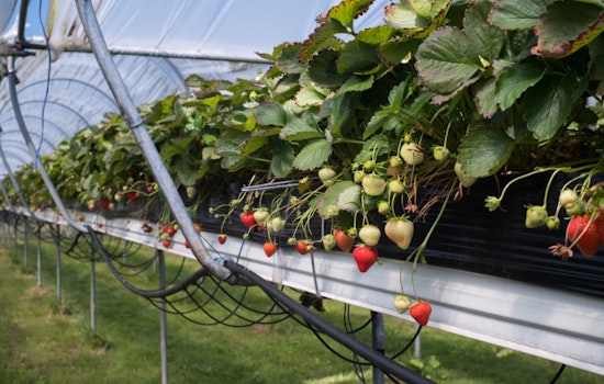 Long Island Farms Gear Up for Summer Festivals with Strawberries, Lavender, Watermelons and More