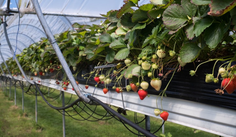 Long Island Farms Gear Up for Summer Festivals with Strawberries, Lavender, Watermelons and More
